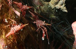 Thailand 2015 - Ko Tao - Crevettes danseuses de Durban - Rhynchocinetes durbanensis _IMG_3612_rc